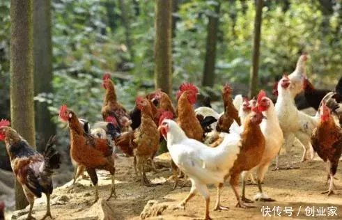 规模化养鸡技术大全,规模化养鸡技术大全最新