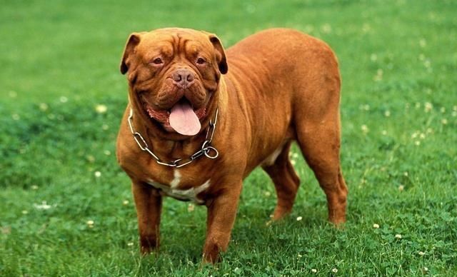 护卫犬排名_卡斯罗护卫犬