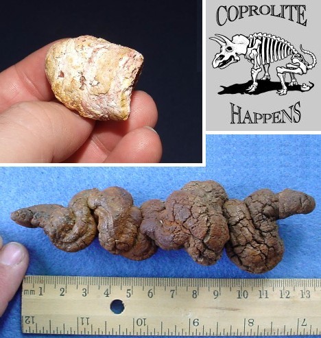 简介     粪化石(coprolite),也称粪石,粪团是指石化了的动物的排泄