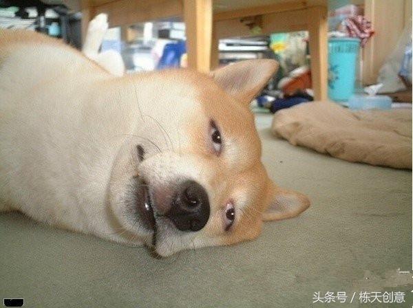 怎么打出来狗头 t01767116708099f7d2.jpg?size=600x448