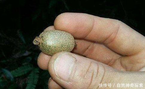 小伙儿去爬山看到这个水果不认识,发到网上问,结果大家争抢着买