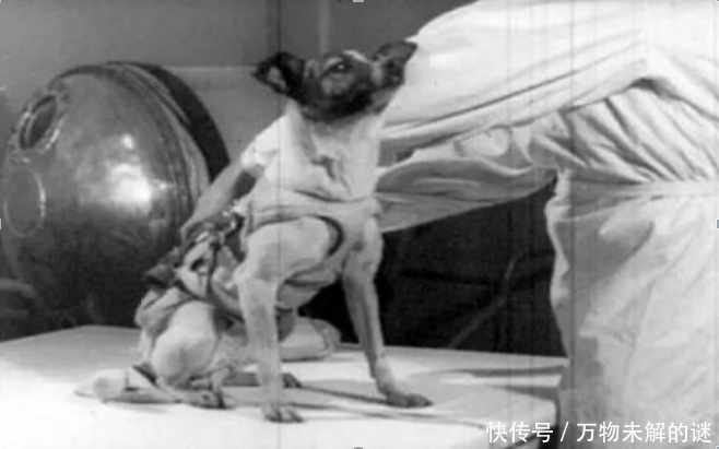 作为第一只太空狗, 莱卡是在痛苦中死去, 目前仍然漂在太空!!