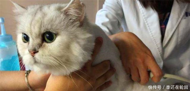 猫咪患有传染性胃肠炎怎么办,该如何治疗和预