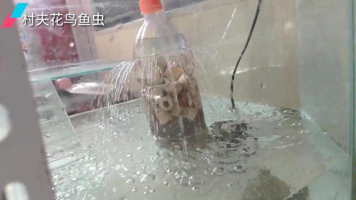 雪龍魚是什么海水魚?（雪龍魚是什么海水魚類） 海水魚