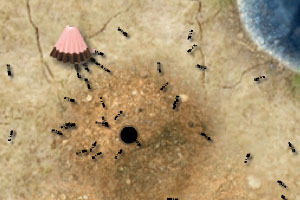 一个小食物,蚂蚁如果发现了就会召集同伴开始