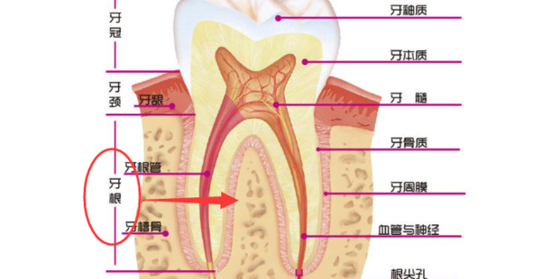 牙齿的结构(图解)