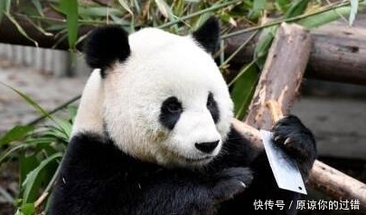 大熊猫玩菜刀引关注 网友:国宝出来表演杂技了