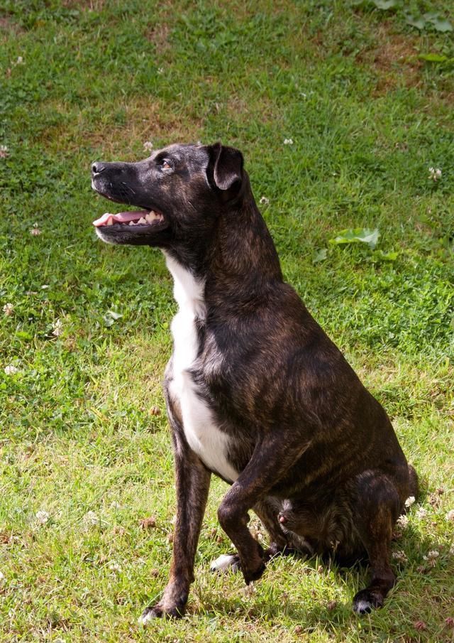 护卫犬排名_卡斯罗护卫犬(2)