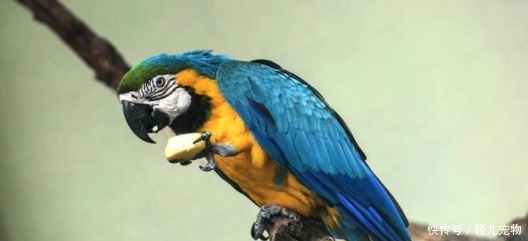 金刚鹦鹉笼子图片 t017f1b24d015e117a2.jpg