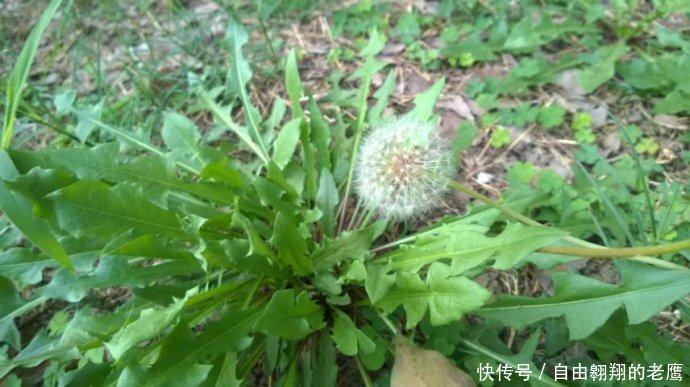 农村风吹满天飞的野草,人称尿床草,是中药材