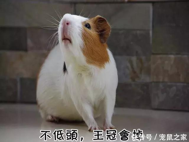 荷兰猪的视力究竟如何?今天总算有答案了