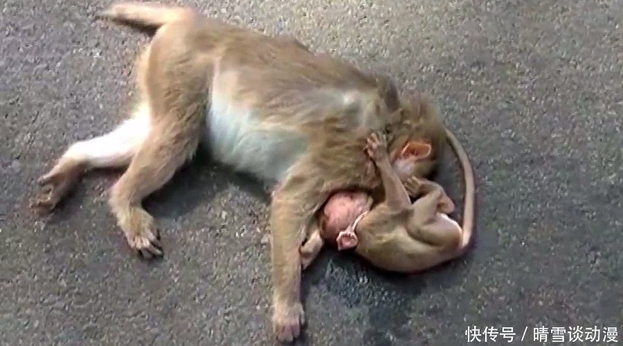 心碎!妈妈死后 印度小猴子绝望地抱着妈妈遗体