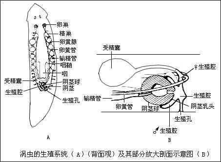 三角涡虫