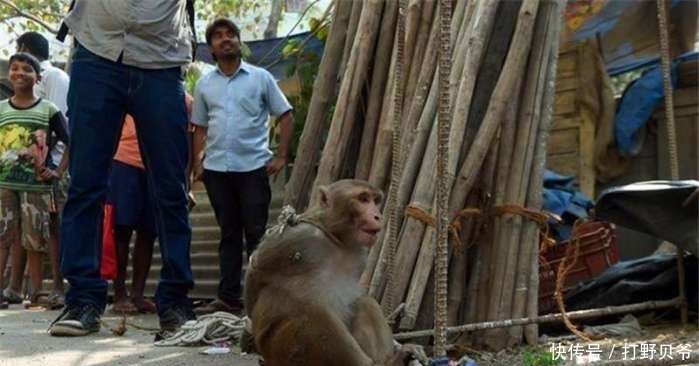 镜头下 印度人抓住一只猴子, 这样惩罚它