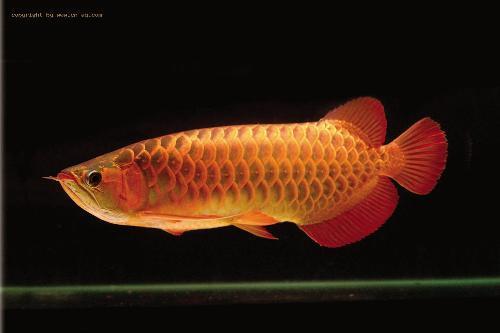 锦鲤能和龙鱼一起养吗_360问答