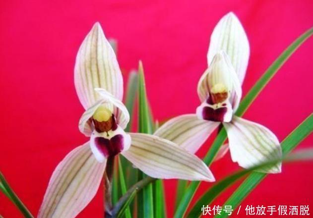 炎热酷暑下,兰花养护难介绍几项预防法,兰花安全度盛夏预防 亚洲通官网亚洲通官网