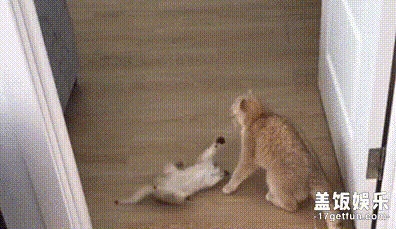 猫麻麻:这熊孩子 操心死我惹