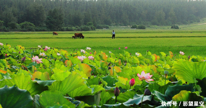 远离城市的喧哗和大气污染,感受美丽乡村的绿