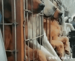 男子怀着悲痛的心情拦下偷狗车,中途看到哈士奇后,忍不住笑喷