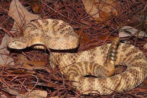 世界十大最致命毒蛇 第一名竟然也生活在中国