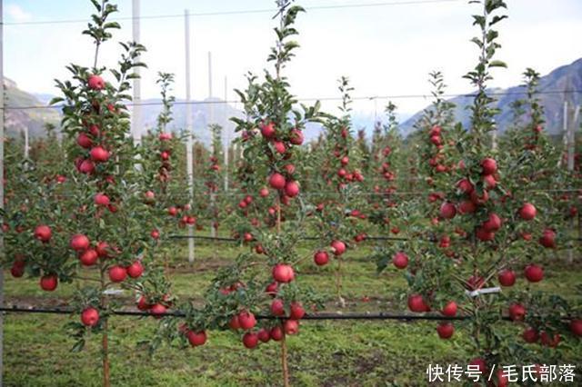 苹果树栽培技术|选苗有讲究,三看选对苗