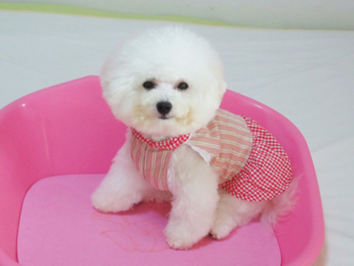 比熊怎么训练大小便 主人细心去训练_360问答