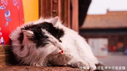 北京故宫181只猫火了,没有一只是吃白食的,还