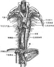 气管胸段 位置气管胸部位于上纵隔中央,上端平第7颈椎下缘和胸骨的颈