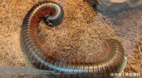 神兽巨型古马陆,长达三米的远古千足虫
