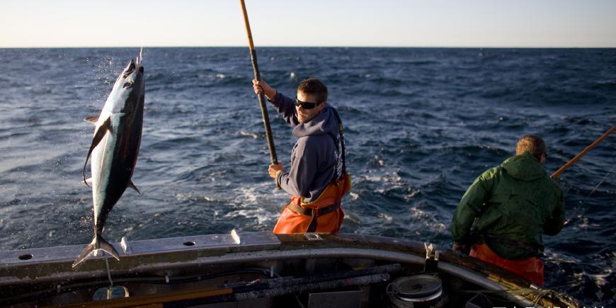 多少级可以钓金枪鱼 t018aefe5666869a4cd.jpg