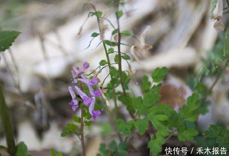 农村一种野草，人称“一粒金丹”，根似“金元宝”，是止痛良药