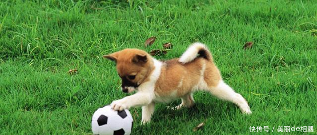 饲养的狗狗身体偏瘦怎么办根据不同的情况,做