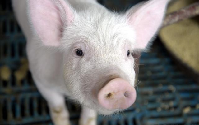 2019-1-10猪价:春节前是压栏大猪最好一个出栏