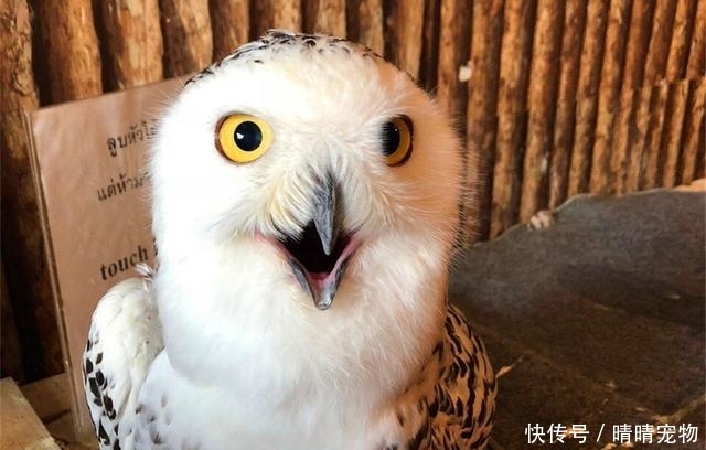 猫头鹰喝完表情后笑脸大变,高冷脸变搞表情,醉解除如何啤酒包图片
