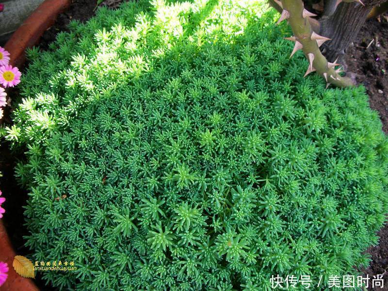 有个“露台花园”折腾，真好！此景此情,喝茶,看书 太惬意啦!