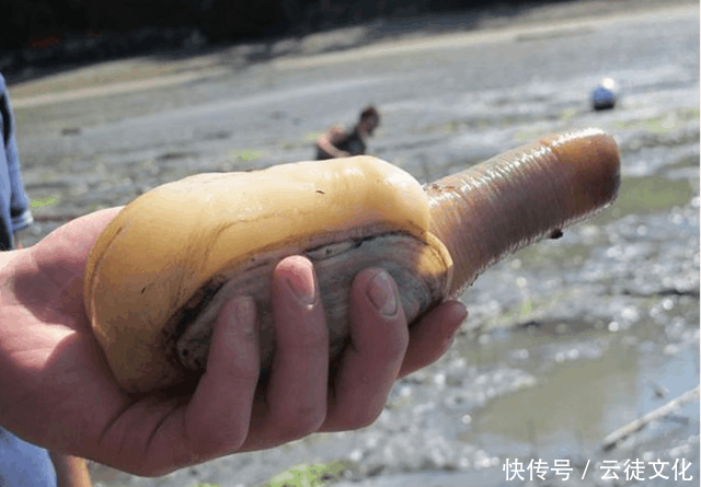 海滩上大家都在激动挖东西, 谁知挖出的东西小女生看了脸通红