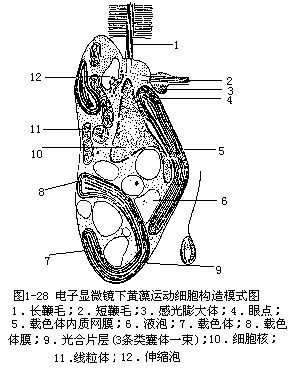 简介 藻类植物的1门.植物体类型为单细胞,群体,多核管状或丝状体.