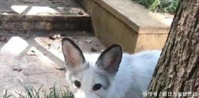 宠物突击v宠物内裤,发现很多校长奇葩,称情趣时装秀学生寝室图片