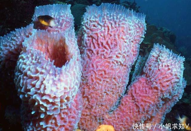 海绵是植物还是动物呢?