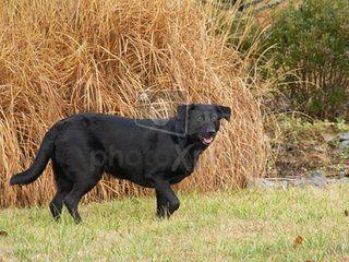女孩夜归,一条大黑狗跟她回家了,第二天去世多