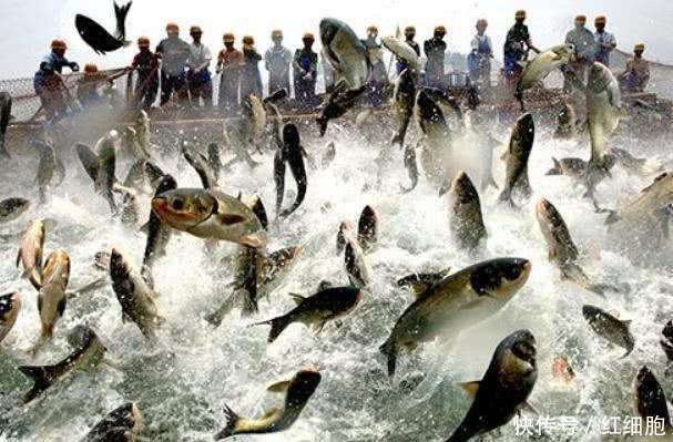 越南干了什么? 巴沙鱼卖给中国吧, 中国: 我们不