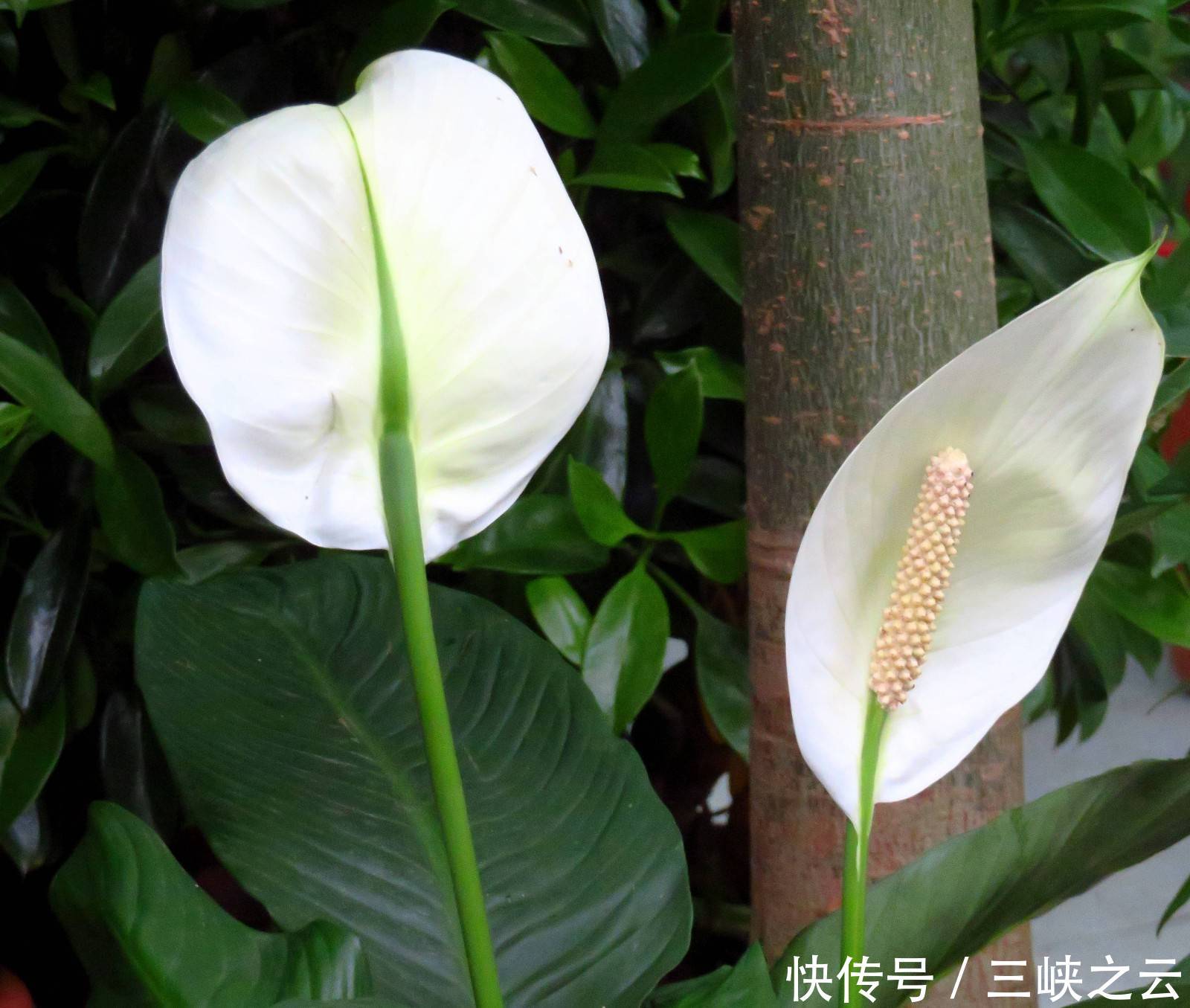 白掌的花语:事业有成、一帆风顺,亭亭玉立被称激动高兴搞笑图片图片