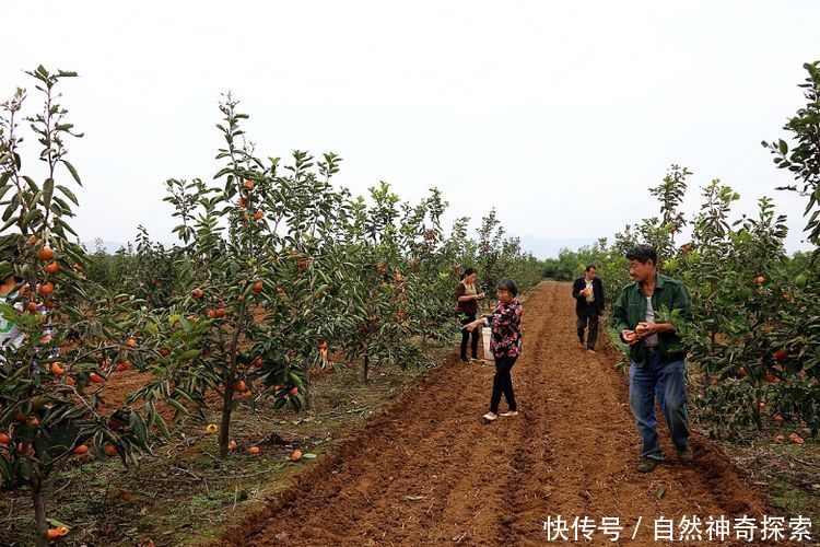 农村老汉养一种鸡，像火凤凰一样，让人难以想像！