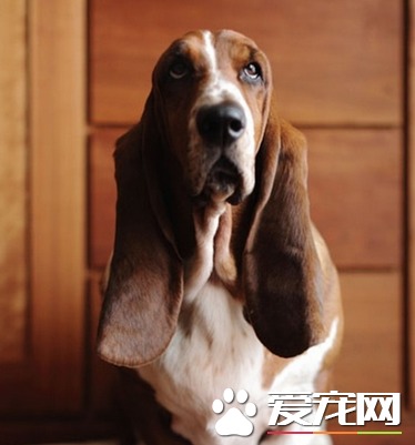 怎样挑选土猎犬 t018ffb324f4cd6ed17.jpg?size=374x401