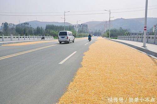 在公路边晒粮危害有多大? 农民朋友们, 看完后保证你不敢晒