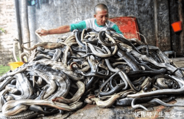男子去“屠蛇村”旅游, 蛇见了当地人转身就逃 网友: 会遭报应