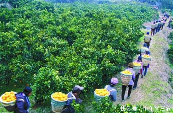 柑橘种植热催生香饽饽职业,月入过万是寻常事