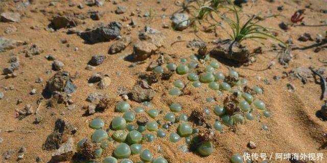 中国游客去非洲旅游, 想去捡地面上的玉石, 导