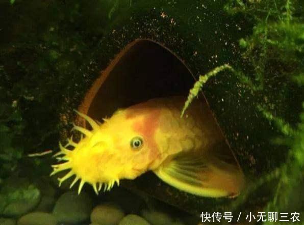 黄金大胡子饲养、维护及繁殖技巧分享!