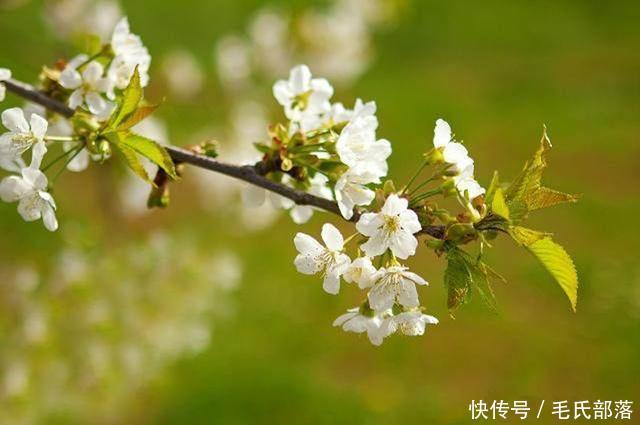 樱桃树栽培技术|大樱桃树整形修剪关键点之拉